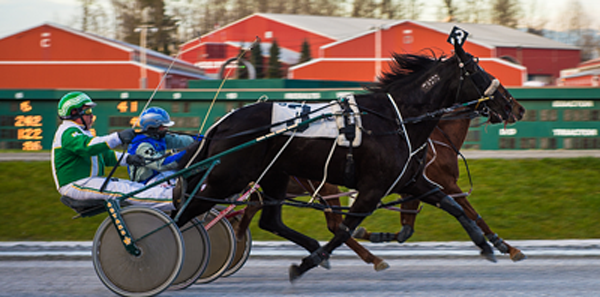 Fraser Downs Horses Running Horses run the track at Fraser Downs